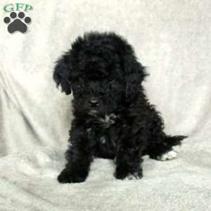 Gwen, Toy Poodle Puppy