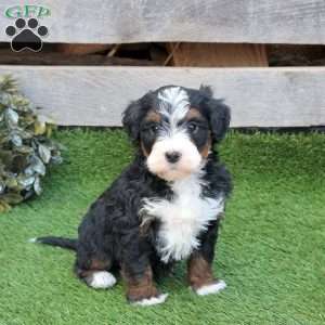 Gwen, Mini Bernedoodle Puppy
