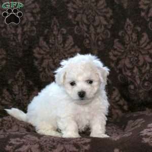 Gwen, Bichon Frise Puppy
