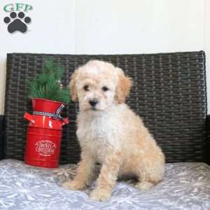 Gwen, Miniature Poodle Puppy