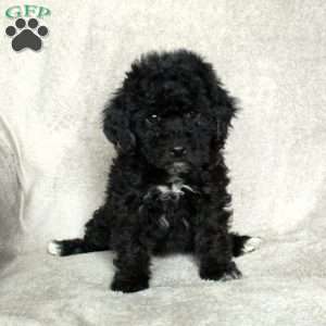 Gwen, Toy Poodle Puppy
