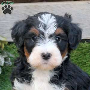 Gwen, Mini Bernedoodle Puppy