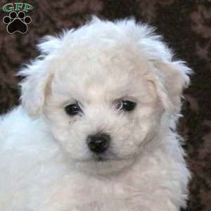 Gwen, Bichon Frise Puppy