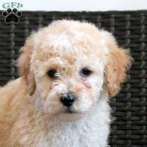 Gwen, Miniature Poodle Puppy