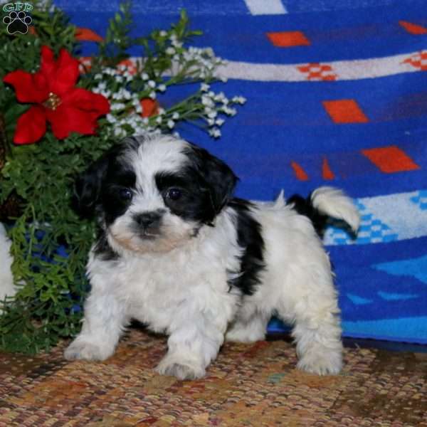 Hailey, Teddy Bear Puppy