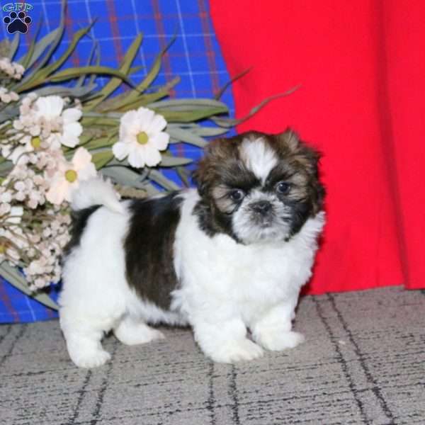 Hailey, Shih Tzu Puppy