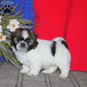 Hailey, Shih Tzu Puppy