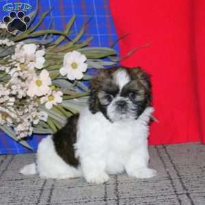 Hailey, Shih Tzu Puppy