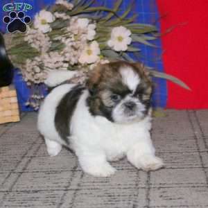 Hailey, Shih Tzu Puppy