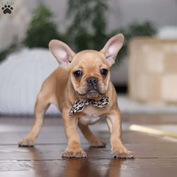 Hailey, French Bulldog Puppy