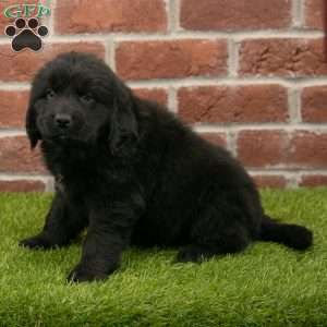 Hallie, Newfoundland Puppy