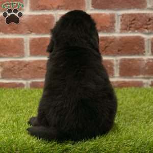 Hallie, Newfoundland Puppy