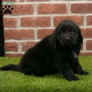 Hallie, Newfoundland Puppy
