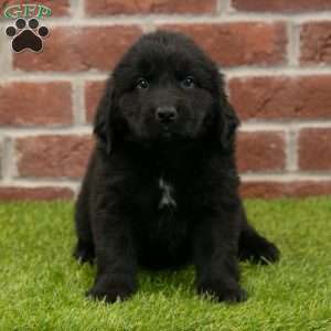 Hallie, Newfoundland Puppy