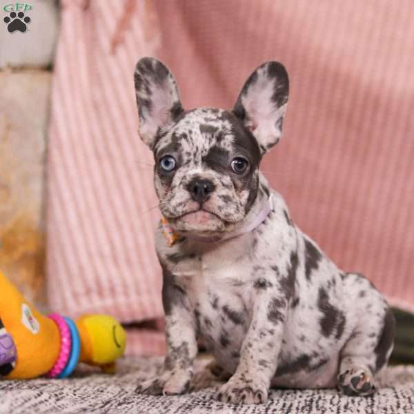 Hallie, French Bulldog Puppy