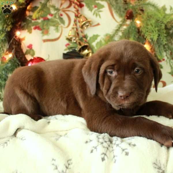 Hallie, Chocolate Labrador Retriever Puppy