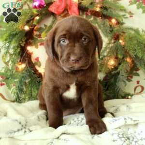 Hallie, Chocolate Labrador Retriever Puppy