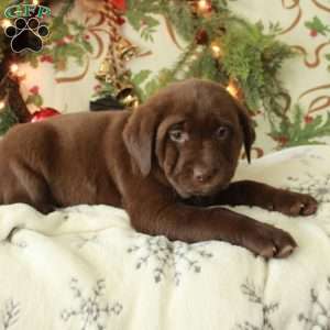 Hallie, Chocolate Labrador Retriever Puppy