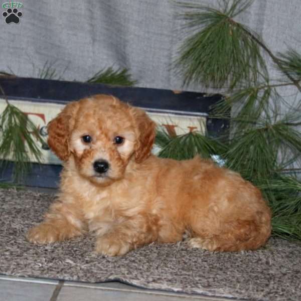 Hallie, Goldendoodle Puppy