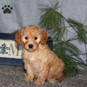 Hallie, Goldendoodle Puppy