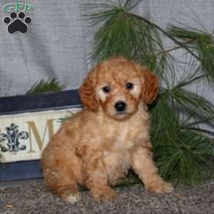 Hallie, Goldendoodle Puppy