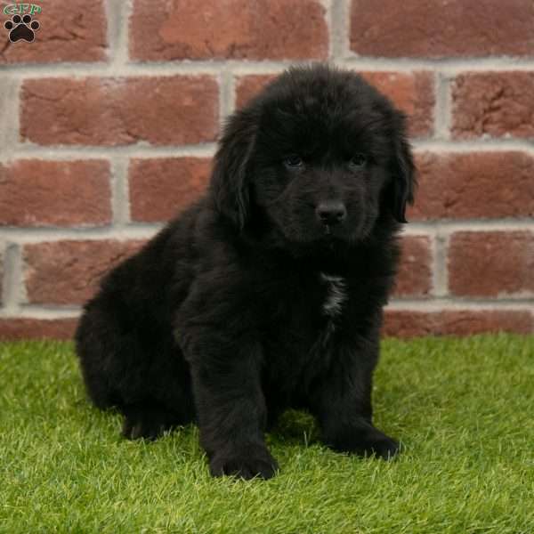 Hallie, Newfoundland Puppy