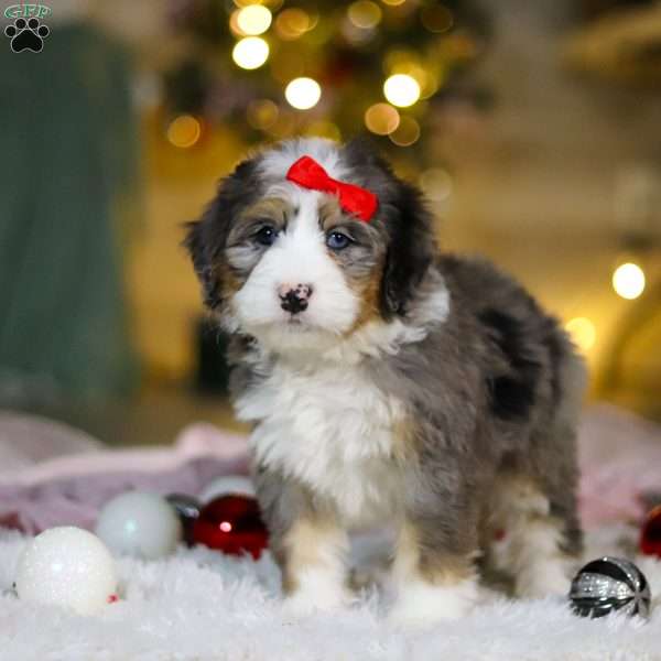 Halo, Mini Bernedoodle Puppy