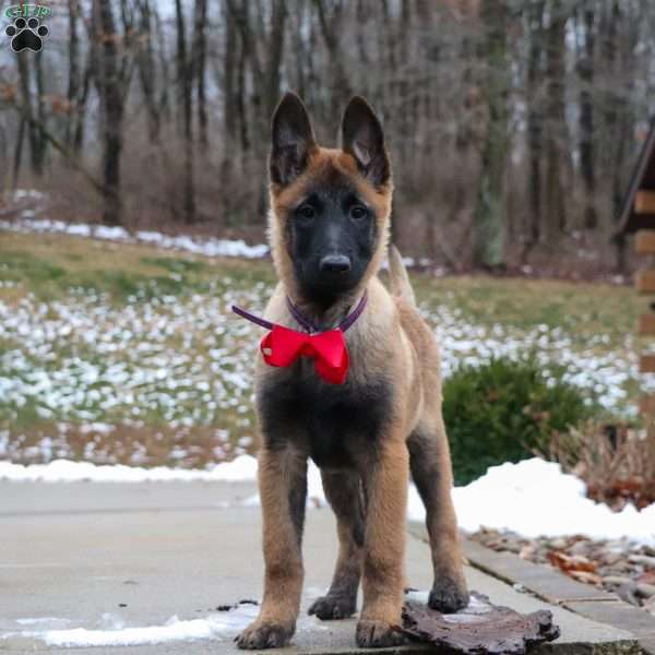 Halo, Belgian Malinois Puppy