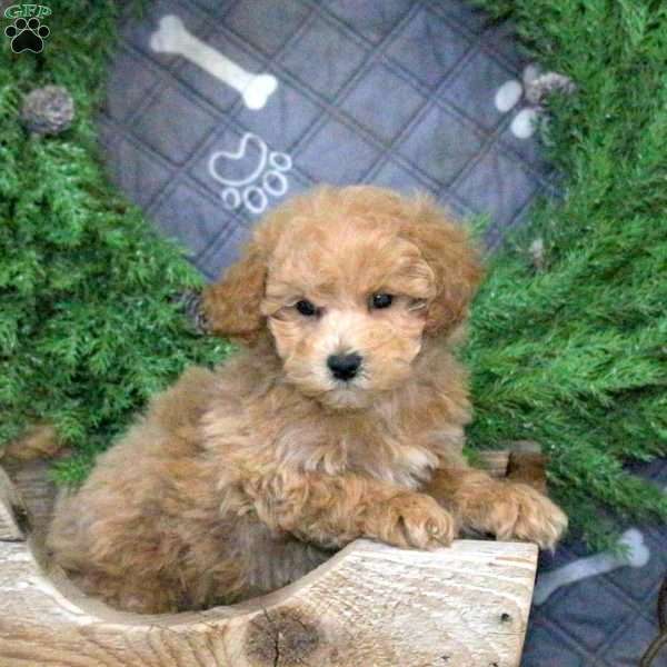 Halo, Bich-Poo Puppy