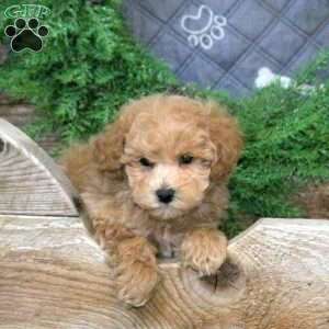 Halo, Bich-Poo Puppy