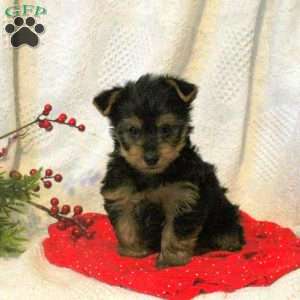 Hammie, Yorkie Puppy