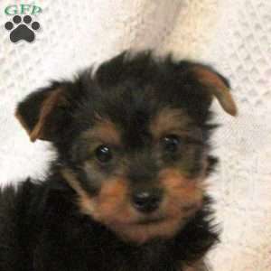 Hammie, Yorkie Puppy