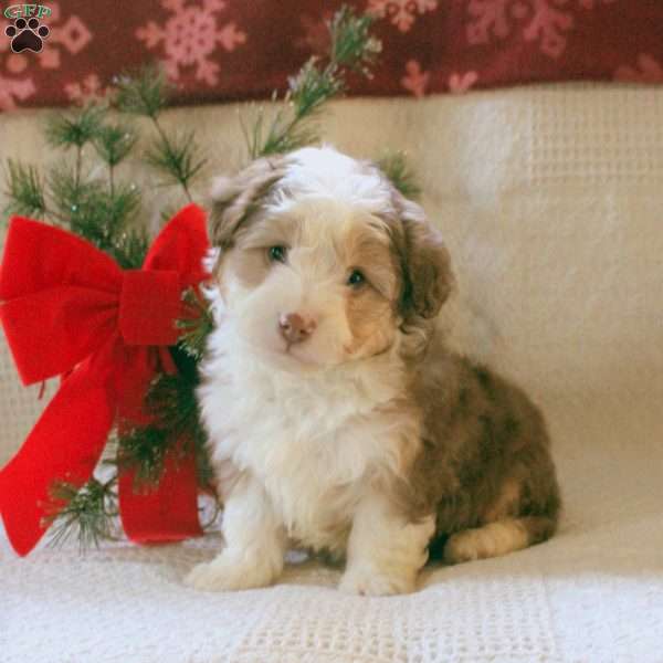 Hank, Mini Aussiedoodle Puppy