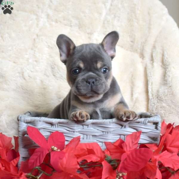 Hank, French Bulldog Puppy