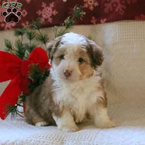 Hank, Mini Aussiedoodle Puppy