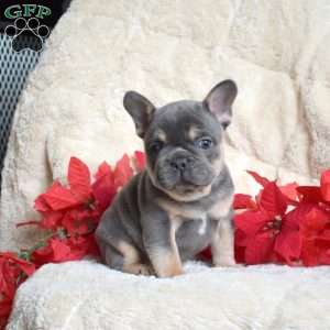 Hank, French Bulldog Puppy