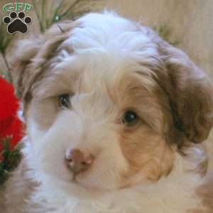 Hank, Mini Aussiedoodle Puppy