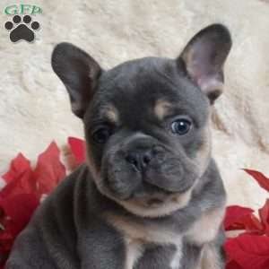 Hank, French Bulldog Puppy