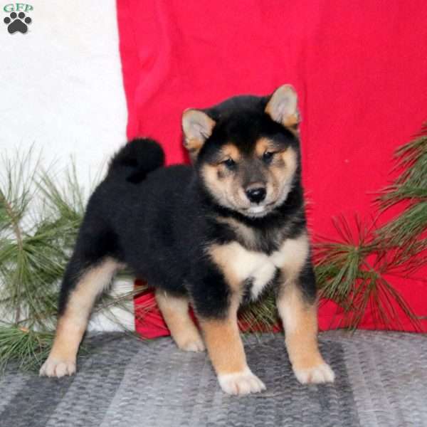 Hank, Shiba Inu Puppy