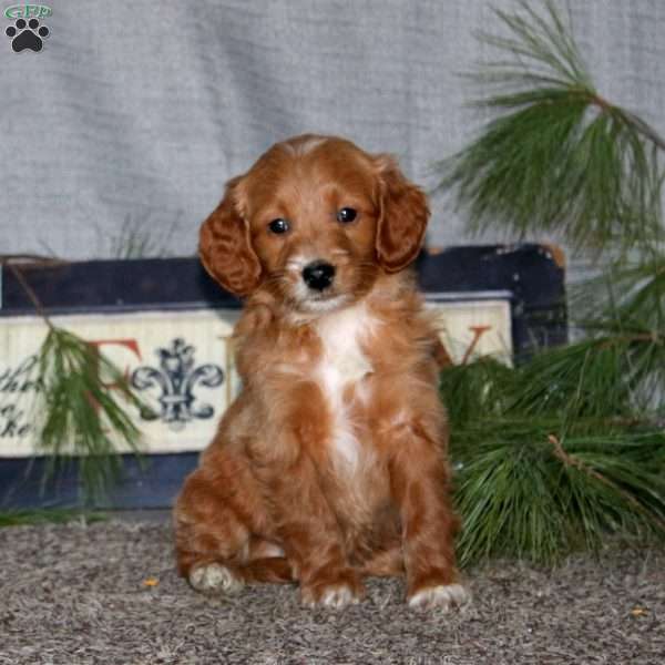 Hank, Goldendoodle Puppy