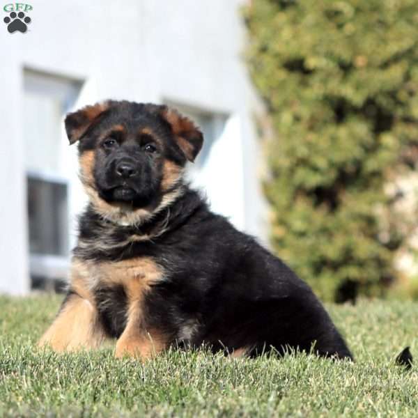 Hank, German Shepherd Puppy