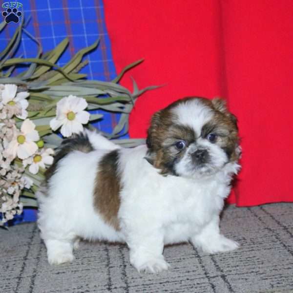 Hank, Shih Tzu Puppy