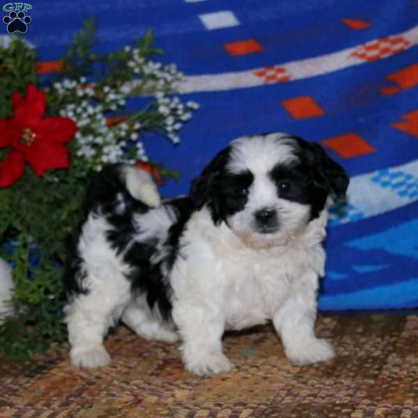 Hank, Teddy Bear Puppy