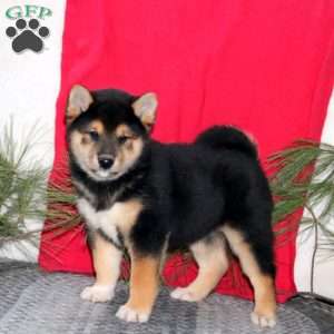 Hank, Shiba Inu Puppy