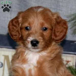 Hank, Goldendoodle Puppy