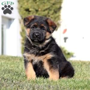 Hank, German Shepherd Puppy