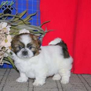 Hank, Shih Tzu Puppy
