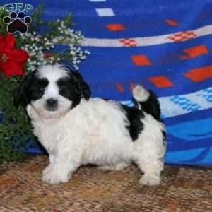 Hank, Teddy Bear Puppy