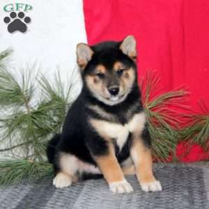 Hank, Shiba Inu Puppy