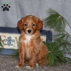 Hank, Goldendoodle Puppy